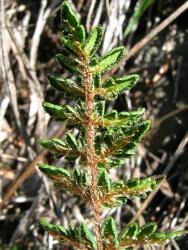 Cheilanthes distans. Abaxial surface of fertile frond showing sori almost continuous around the margins, partly protected by the inrolled lamina.
 Image: L.R. Perrie © Leon Perrie CC BY-NC 3.0 NZ